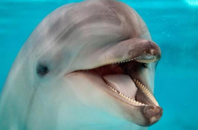 Japonijoje jūros bangos krantą išmetė daugiau nei 130 delfinų