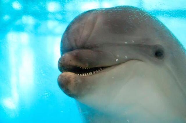 Krikštynos: delfinų jauniklė bus pavadina Arijos vardu