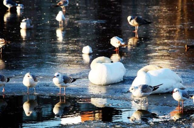 Dėl vandens telkiniuose įšalusių paukščių kalti žmonės
