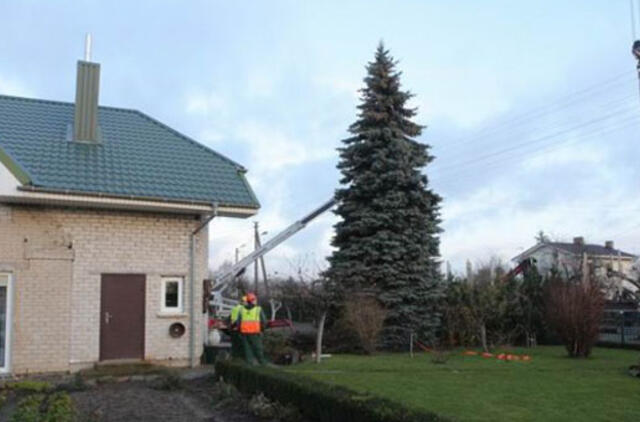 Klaipeda Christmas tree prepared for the Holidays