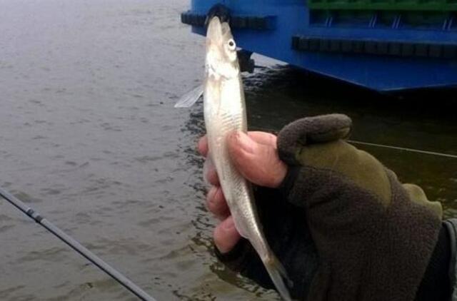 Stintos džiugina pamario žvejus