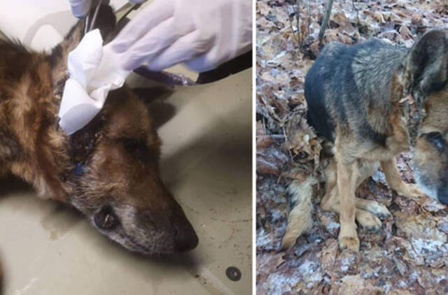 Šiurpus Brisiaus galas: veterinarai gelbėja Priekulės miške rastą sušalusią ir išsekusią kalytę
