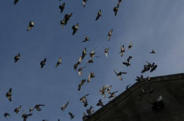 Didėjant balandžių populiacijai, Ispanijos miestas 5 tūkst. paukščių pergabens į kitą vietą