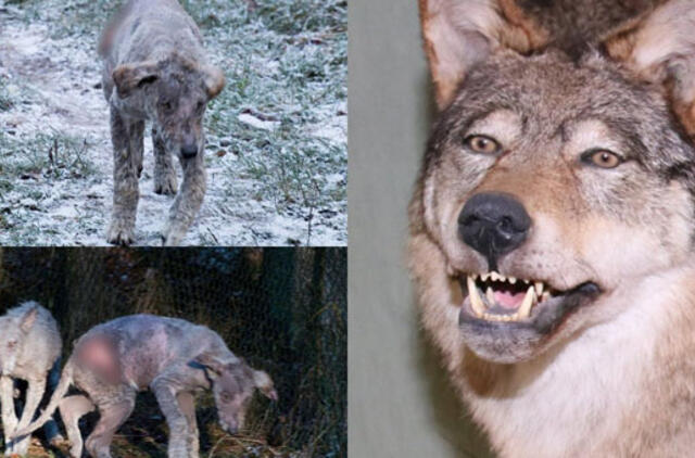 Tragiškas likimas Žvėrinčiaus vilkų laukė aptvare: žvėrys krito nuo kulkų