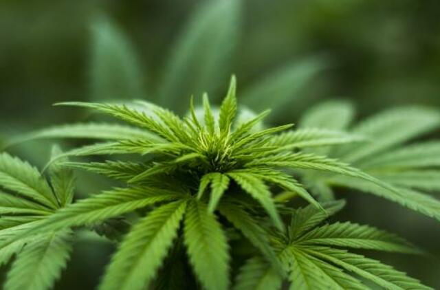 JAV planuojama priskirti marihuaną mažiau pavojingų narkotikų kategorijai