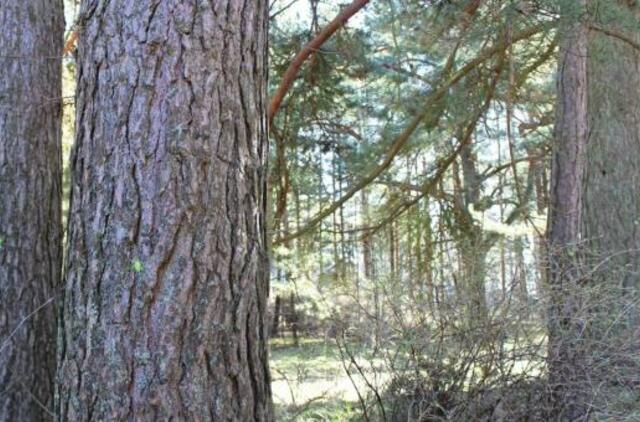 Palangoje - kirtimui pažymėti šimtamečiai medžiai