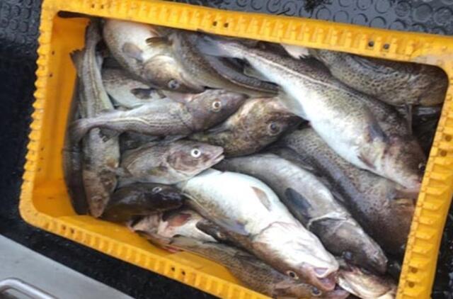 Jūroje žvejoti menkes šiemet draudžiama ilgiau