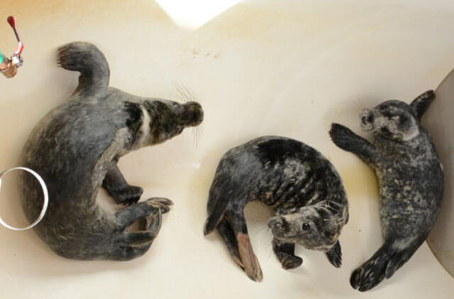 Jūrų muziejuje slaugoma 10 ruoniukų