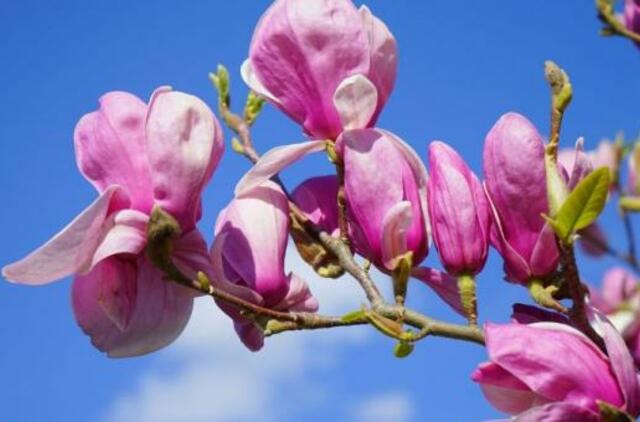 Patarimai dekoratyvinių krūmų mėgėjams: rododendrų ir magnolijų priežiūra