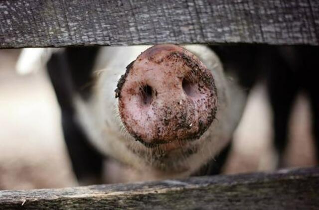 Nerimą kelia afrikinio kiaulių maro protrūkiai Latvijoje