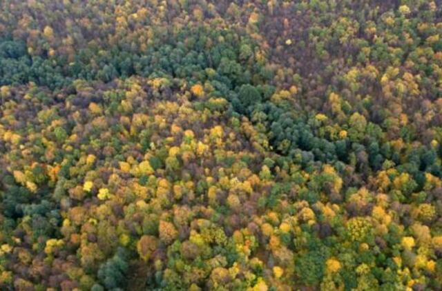 Miškų Lietuvoje daugėja