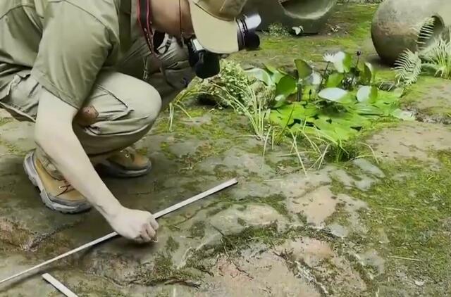 Kinijos restorane rasti 100 milijonų metų senumo dinozaurų pėdsakai