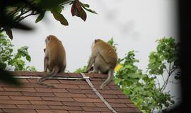 Japonijoje sugauta ir užmigdyta žmones puldinėjusi beždžionė
