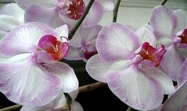 Dvi naminės priemonės orchidėjoms žydėti: pigesnių trąšų nerasite