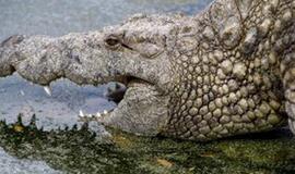 Sibiro ežere buvo sugautas dviejų metrų krokodilas