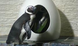 Jūrų muziejuje pradeda veikti pingvinų paštas
