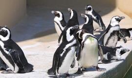 Kaip pingvinai apskaičiuoja, kada reikia išnerti?