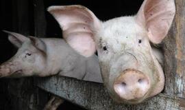 Rusija panaikino visus kiaulienos importo apribojimus Lietuvai