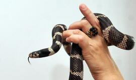 Gyvatės geria pro apatinį žandikaulį dengiančią odą