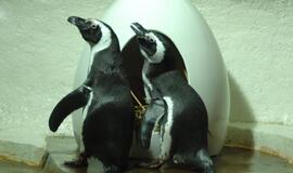 Pingvinų patinėlių pora peri kiaušinį
