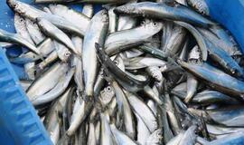 Klaipėdos LEZ veiks žuvų perdirbimo įmonė