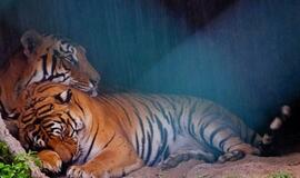 Indija: tigrams būtini turistai