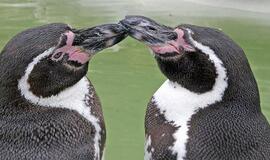 Londone pingvinai mirė nuo malerijos