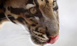 Jauną snieginio leopardo patelę Zoologijos sode jau galima pamatyti