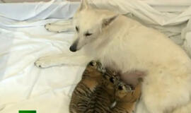 Šuo „įsivaikino“ tris motinos paliktus tigriukus