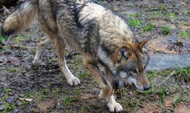 Nutraukiamas vilkų medžioklės sezonas