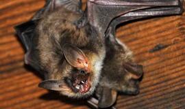Australijoje berniuką pražudė šikšnosparnio įkandimas ir retas virusas