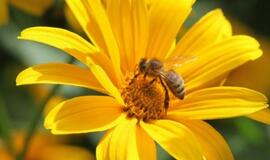 Imunoterapija – patogi išeitis žmonėms, alergiškiems vabzdžių įkandimams
