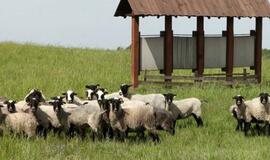 Paprastesni reikalavimai avių skerdykloms turėtų atpiginti avieną