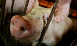Kiaulių augintojams siūloma kompensacija už perėjimą prie kitų gyvulių auginimo