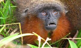 Amazonės miškuose - kaip katė murkianti beždžionė