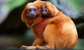 Kodėl beždžionės turi spalvotus veidus?