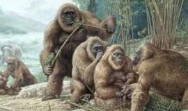 Didžiausią žmonijos istorijoje beždžionę pražudė vaisiai?