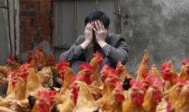 Honkonge dėl paukščių gripo pradėta skersti 20 tūkst. paukščių