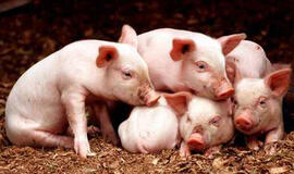 EK kiaulių laikytojų nuostoliams padengti skyrė 0,5 mln. litų