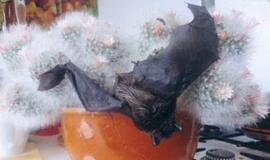 Šikšnosparnis apsigyveno kambaryje ant kaktuso