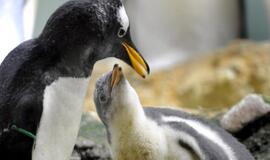 Mokslininkai atkodavo pingvinų kalbą