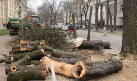 Senų medžių naikinimas piktina klaipėdiečius