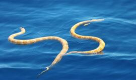 Australijoje aptiktos dvi išnykusiomis laikytos jūrinių gyvačių rūšys