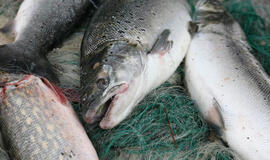 Lašišinių žuvų nerštui apsaugoti - apribojimai