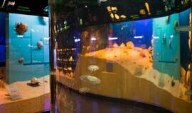 Jūrų muziejus akvariumas atvers duris jau gruodžio 3-iąją