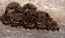 Kuršių nerijoje - naktinės šikšnosparnių paieškos