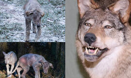 Tragiškas likimas Žvėrinčiaus vilkų laukė aptvare: žvėrys krito nuo kulkų