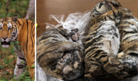 Vietname aptikti automobilyje paslėpti septyni užmušti tigrai