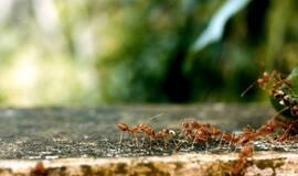 Dvipusis skruzdžių eismas: kodėl jos neužstringa spūstyse?