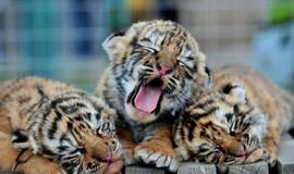 Lenkijos zoologijos sodas priims prie šalies sienos įstrigusius tigrus